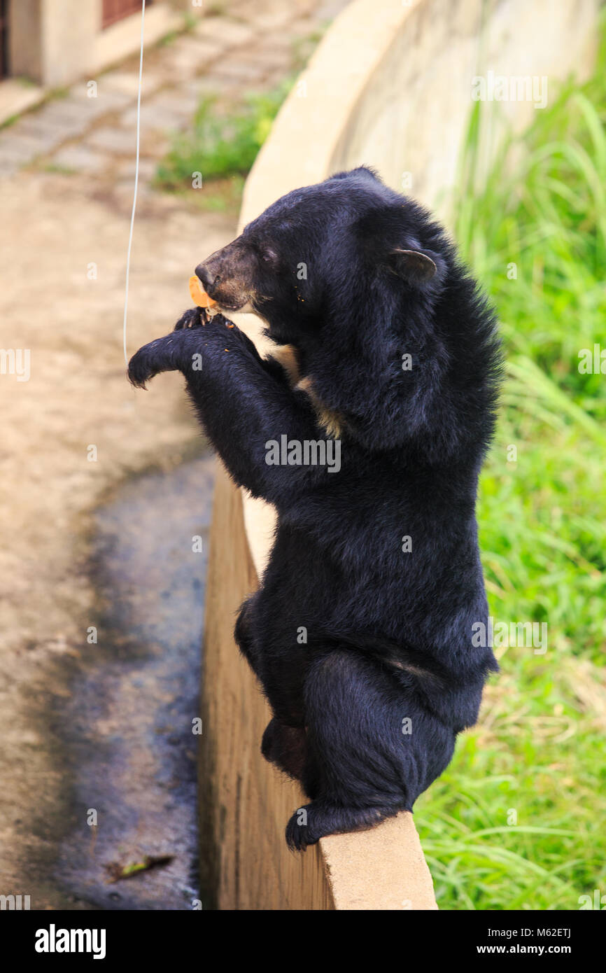 Closeup großer schwarzer Bär sitzt auf Hinterpfoten auf Barriere und Banane auf Seil gegen die Mauer aus Stein, essen Sie in den Zoo Stockfoto