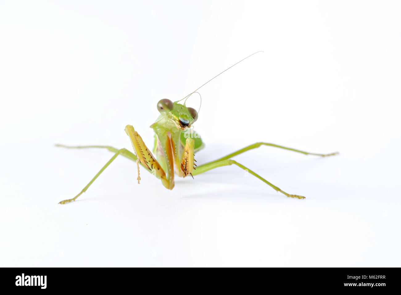 Weibliche Europäische Gottesanbeterin oder Mantis religiosa - tierische Verhaltensweisen Vorderansicht auf weißem Hintergrund. Stockfoto