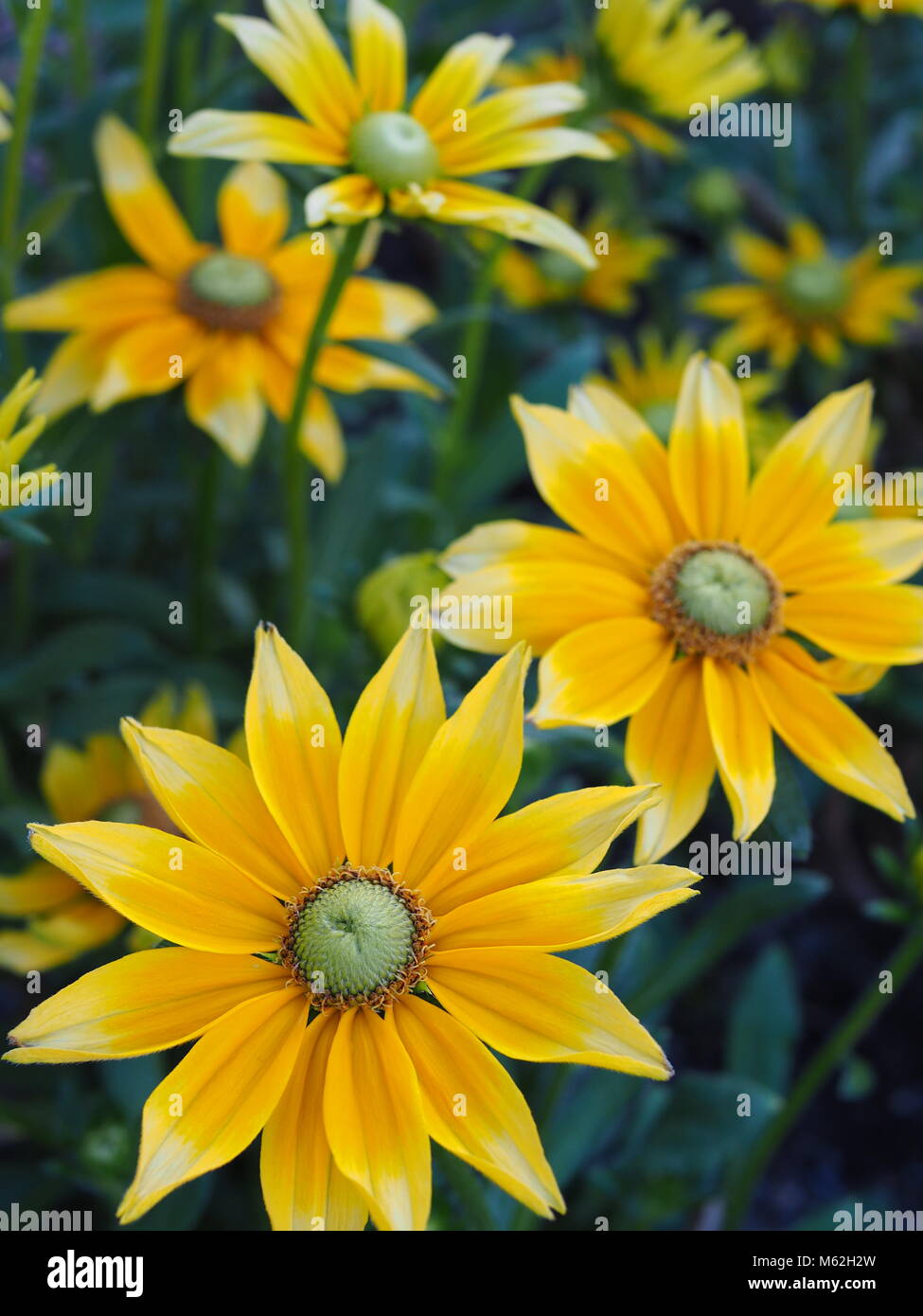 Leuchtend gelbe Daisy Flowers Stockfoto