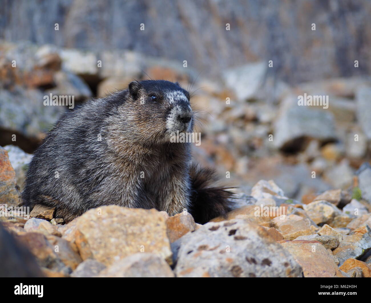 Marmot Hängen um die Felsen in den kanadischen Rockies Stockfoto