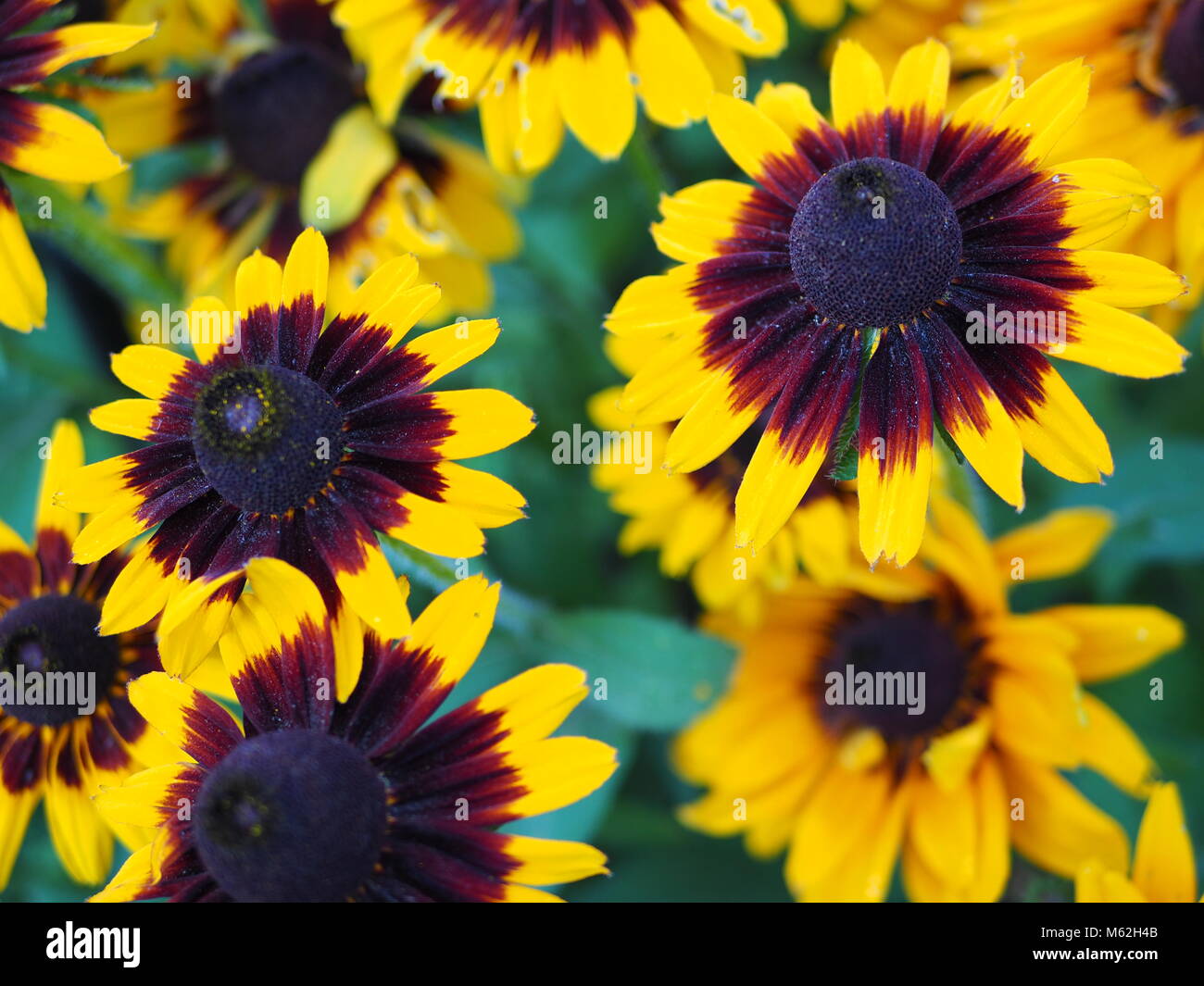 Gelb und Schwarz Blumen Stockfoto