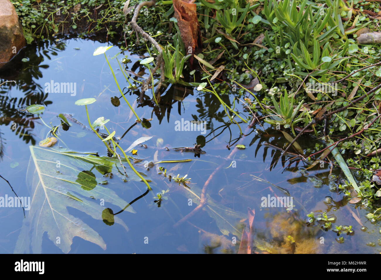 Teiche sind immer eine gute Darstellung des Lebens. Grüne Pflanzen umgeben Sie und kleine Wassertiere Haus auf Sie. Stockfoto