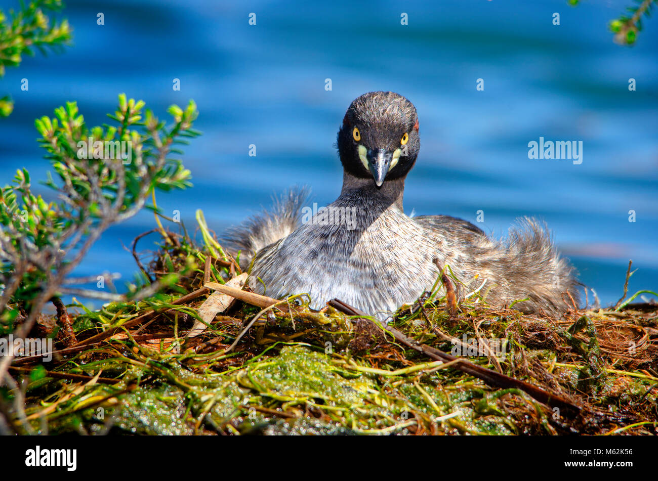 Nach Australasian grebe (Tachybaptus novaehollandiae) sitzen auf Nest. Hawker Straße finden, Western Australia Stockfoto