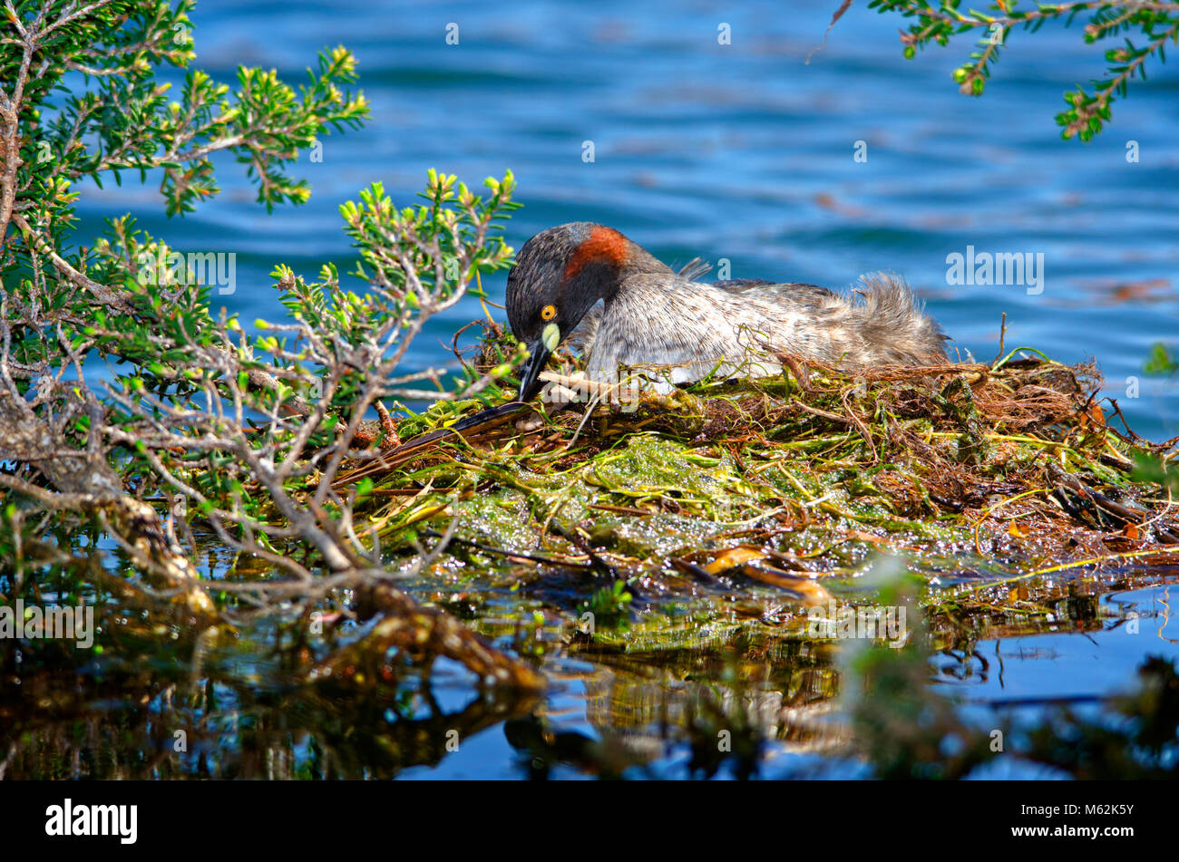 Nach Australasian grebe (Tachybaptus novaehollandiae) sitzen auf Nest. Hawker Straße finden, Western Australia Stockfoto