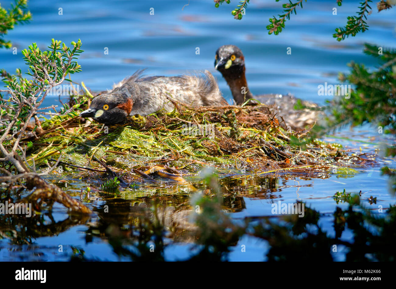 Australasian grebe (Tachybaptus novaehollandiae) Paaren auf Nest. Hawker Straße finden, Western Australia Stockfoto