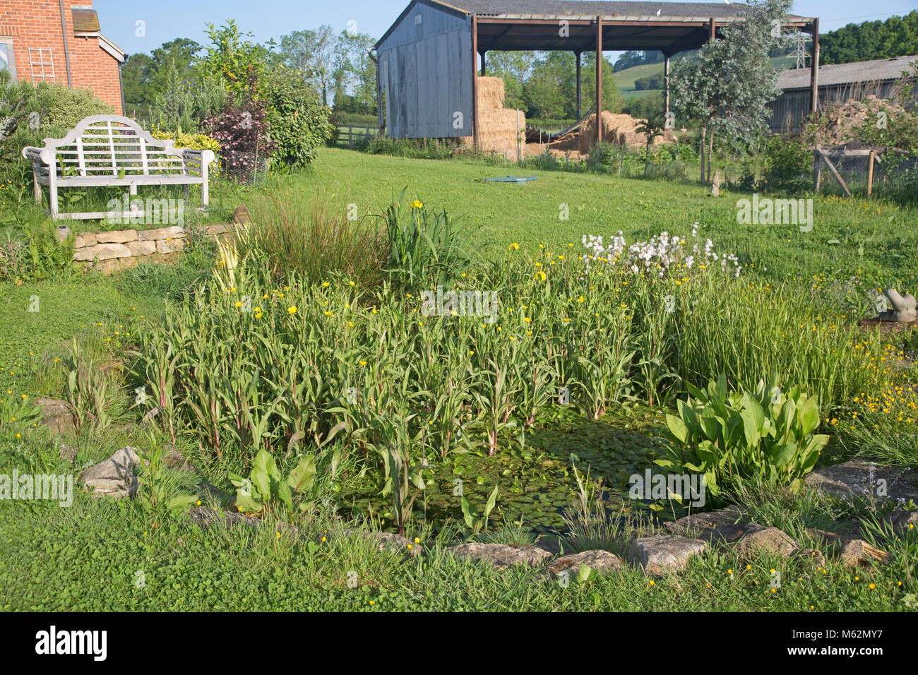 Wild Teich gut mit einheimischen Pflanzen im Vordergrund von null Energie Cotswold ecohouse UK auf Lager Stockfoto