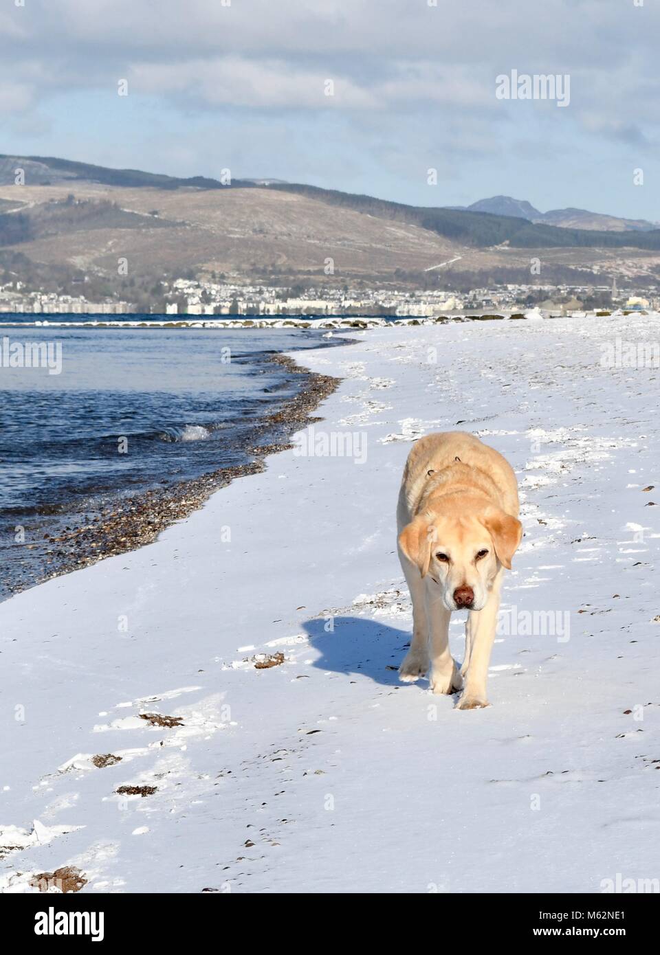 Labrador Retriever zu Fuß auf inverkip Strand im Schnee Stockfoto