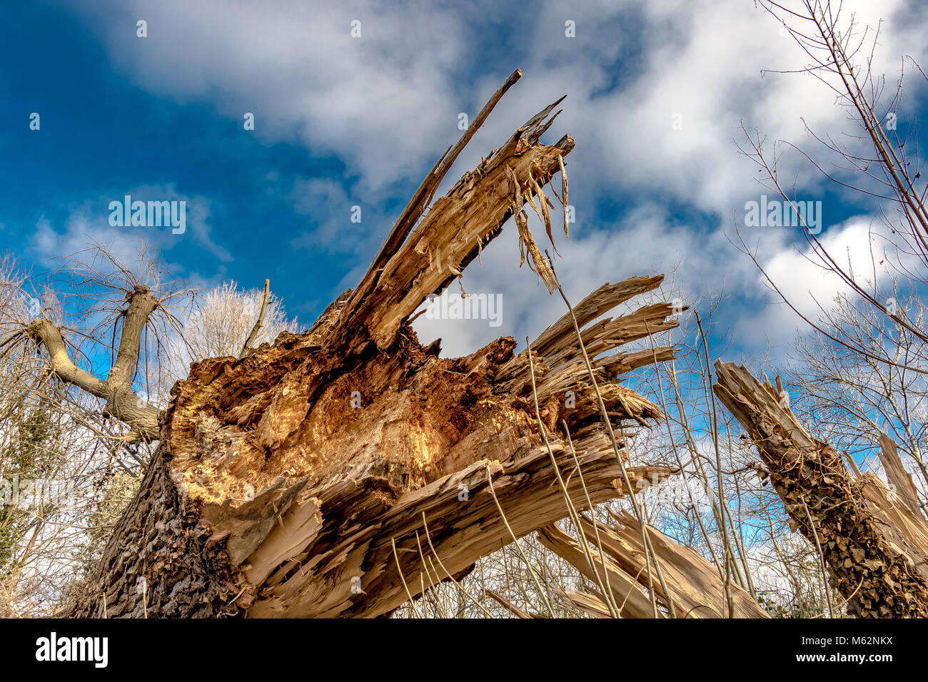 Nahaufnahme von einer verfallenden, gefallenen Esche, zeigt die gezackten, zerbrochene Scherben von Holz Stockfoto