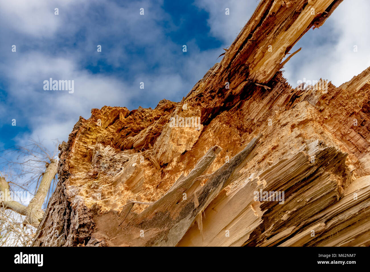 Nahaufnahme von einer verfallenden, gefallenen Esche, zeigt die gezackten, zerbrochene Scherben von Holz Stockfoto