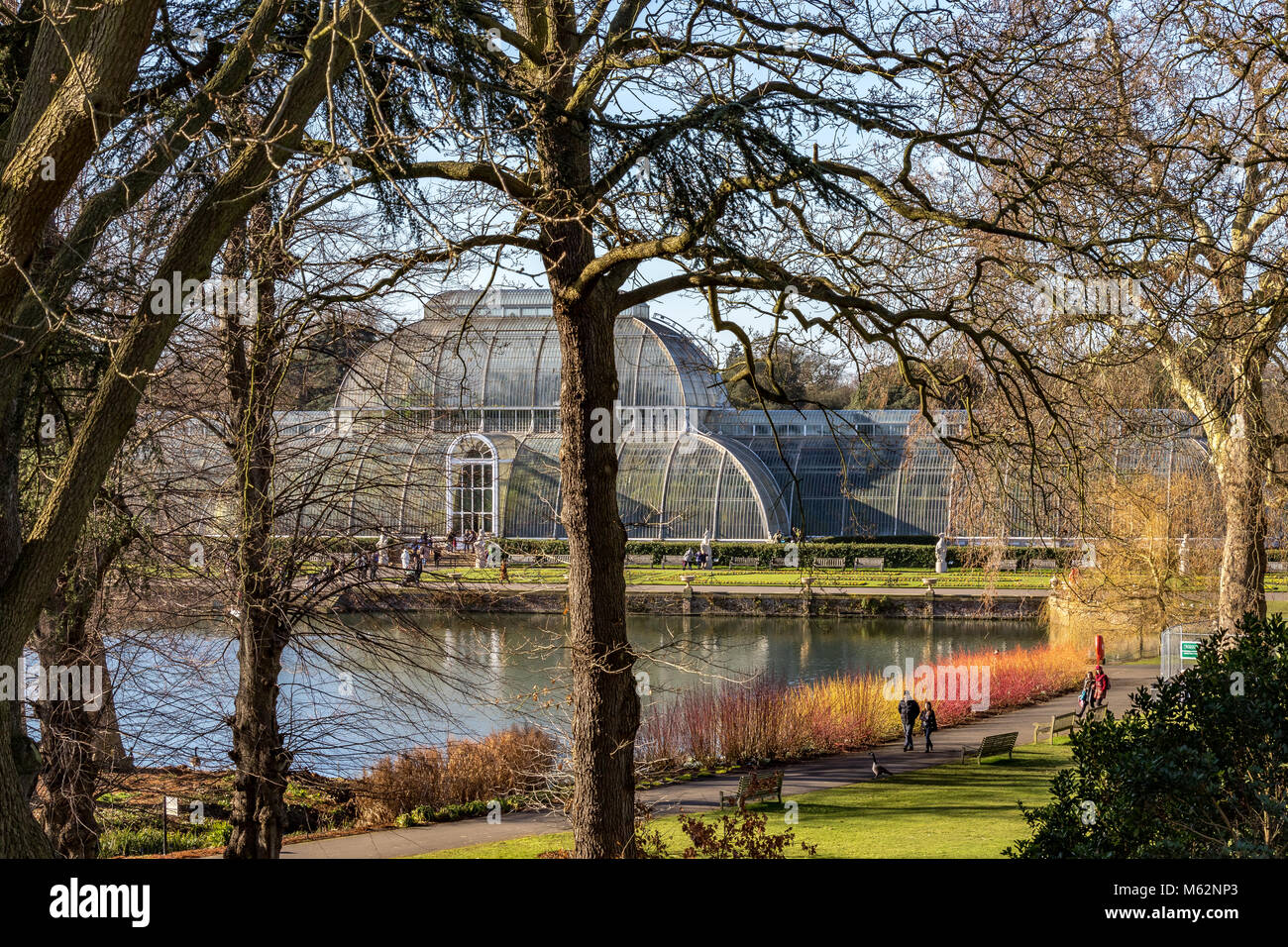 Ein paar Gehminuten entlang des Palm House Teich mit einer glorreichen Anzeige von roten stammten Cornus vor dem Palmenhaus in Kew Gardens im Winter mit Stockfoto