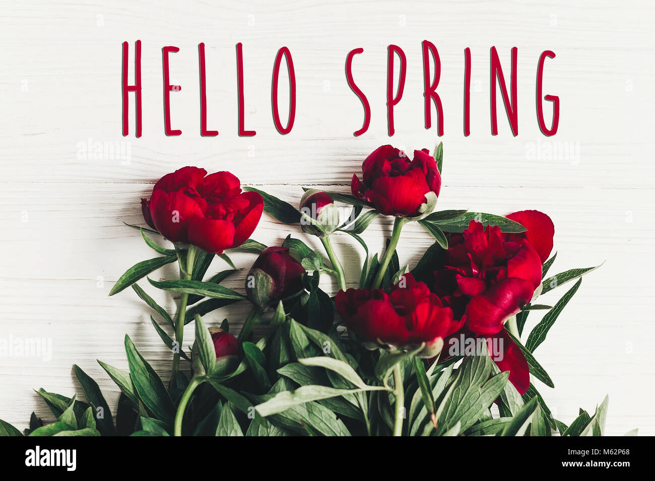 Hallo Frühling text Zeichen auf schönen roten Pfingstrosen blühen auf weißen Holzmöbeln rustikal Hintergrund, flach. Grußkarte mit Platz für Text. top View Stockfoto