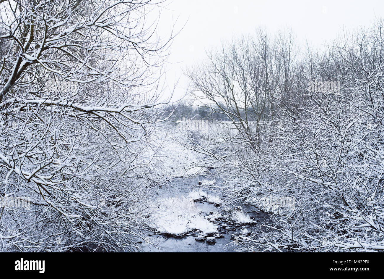 Schnee und Eis auf den Bäumen von einem Bach im Vereinigten Königreich Stockfoto