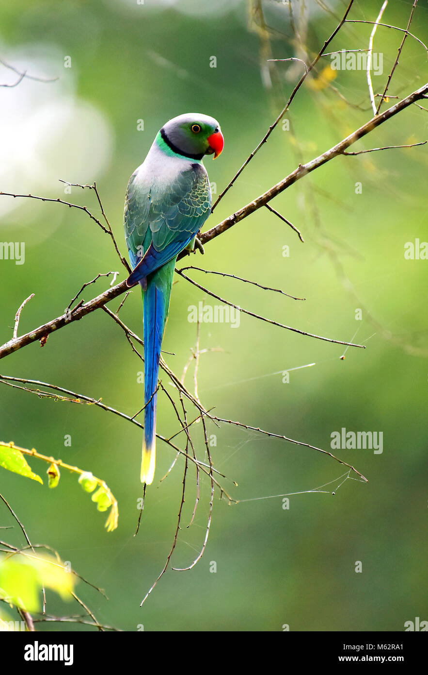 Dieses ist ein wilder Papagei Foto, immer dieser Papagei in gute Grüne Farbe angezeigt wird, Foto in idamalayar Wald in Kerala eingenommen wird, Stockfoto