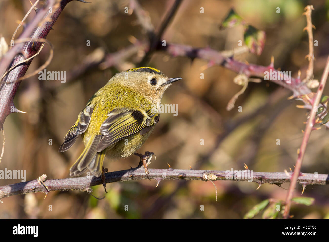 (Goldcrest Regulus Regulus) Großbritanniens und Irlands kleinsten Vogel kleine Runde mit gelb orange Krone auf dem Kopf und grenzt mit Schwarz. Ernährt sich von Insekten. Stockfoto