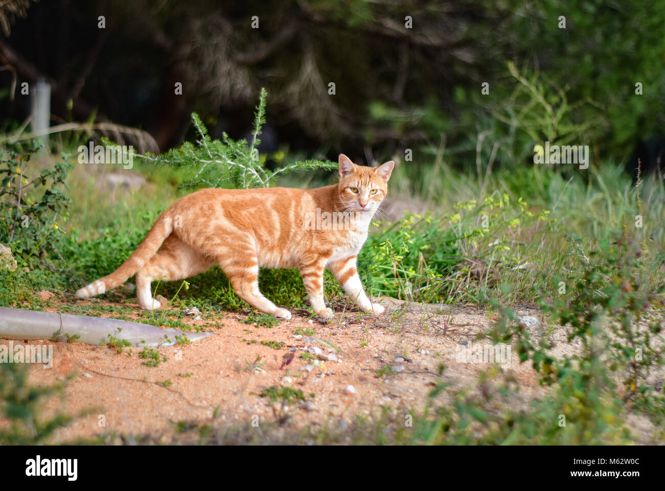 Jagd orange Katze im Wald Stockfoto