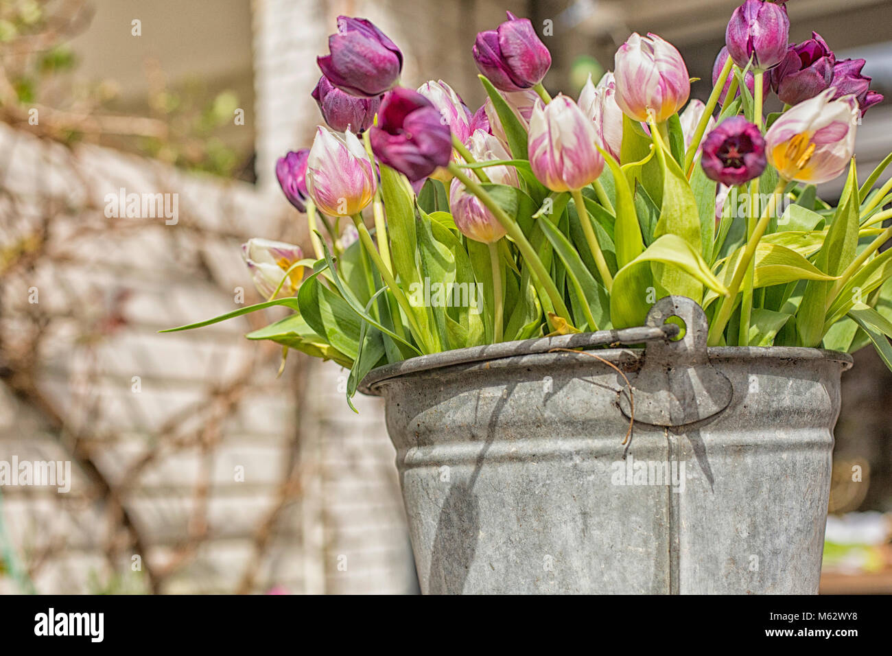 Lila und rosa Tulpen in einem Zink-Eimer im Garten Stockfoto