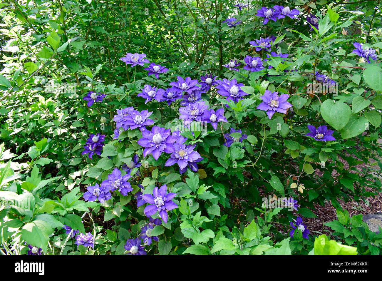 Schönen violetten Clematis blühen, Frühling Blumen und Natur Hintergrund, grüne Blätter, Chlorophyll mit Sonnenschein, gutes Wetter in der Sommersaison. Stockfoto