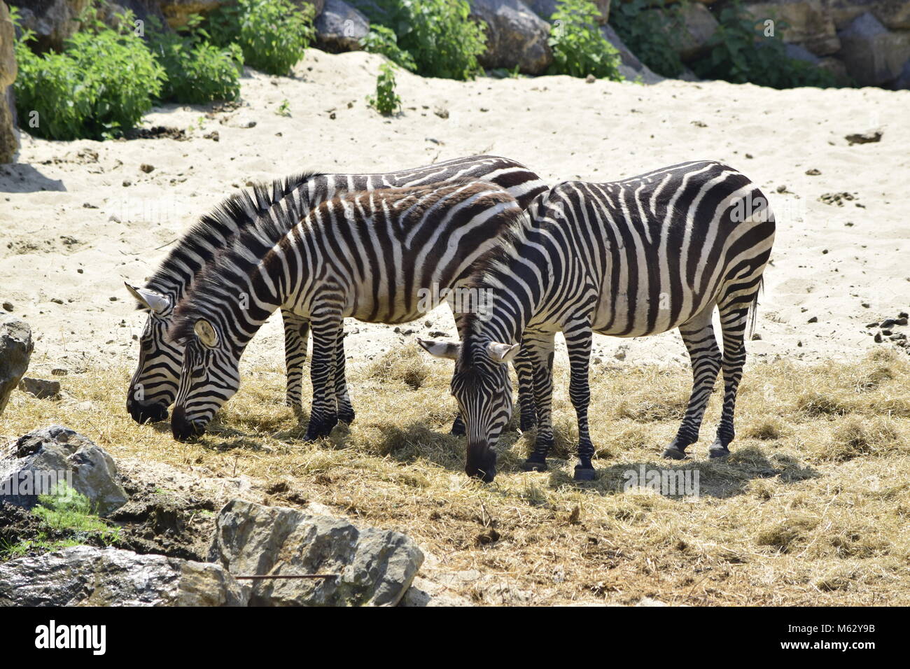 Drei zebras Essen das Heu auf dem Sand verschwommenen Hintergrund im Frühjahr oder Sommer. Stockfoto