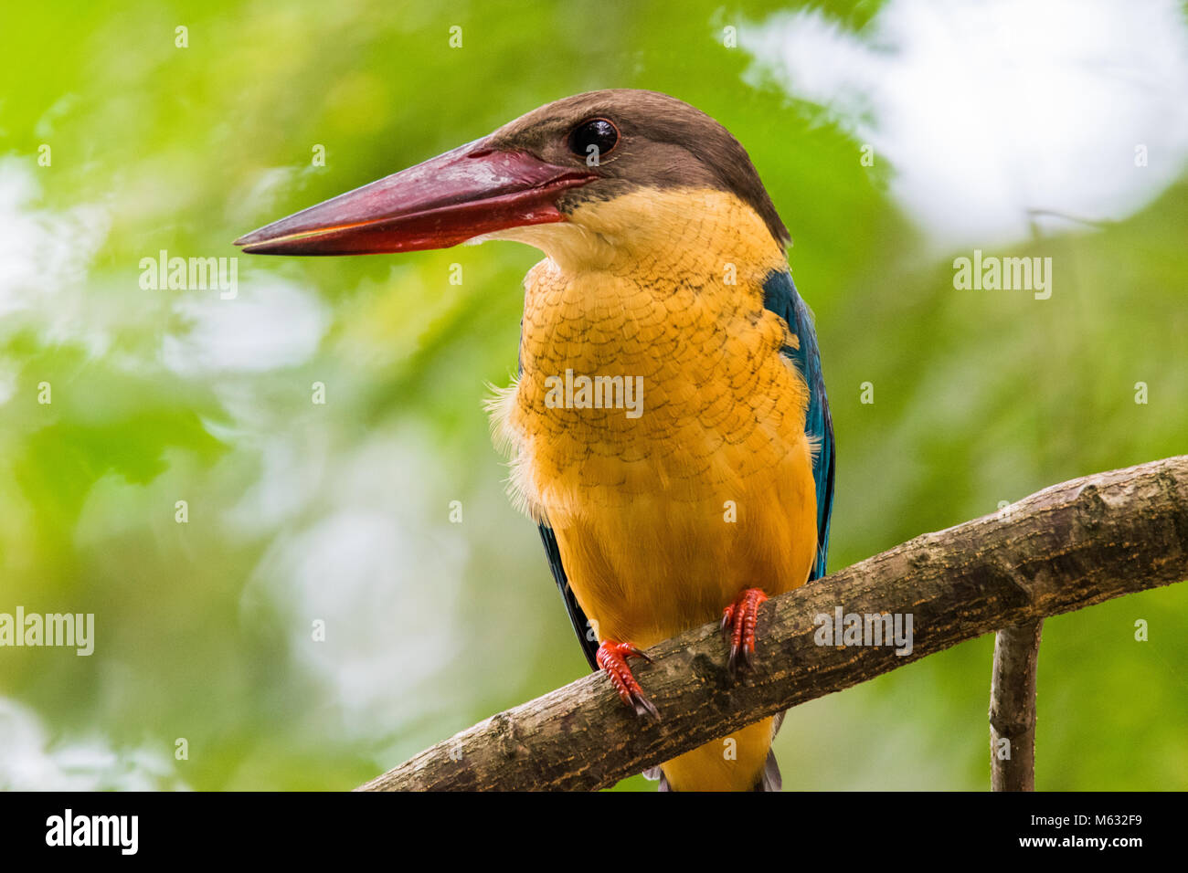 Stork-billed Kingfisher Stockfoto
