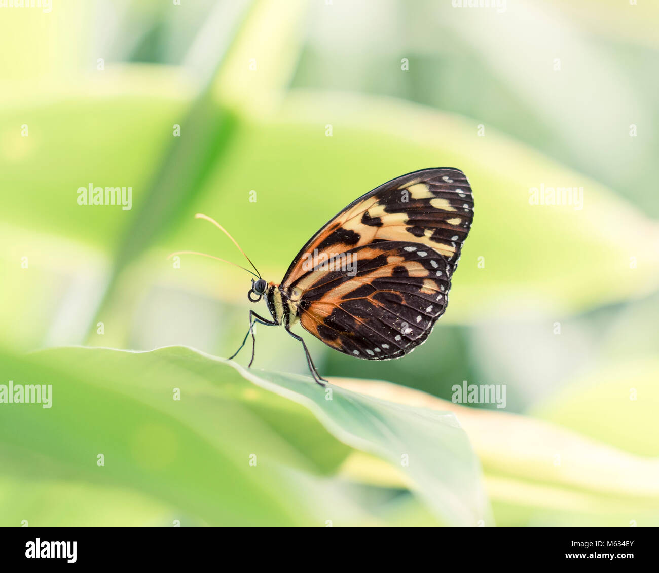 Goldgelb Schmetterlingsflügel in Makro Foto Stockfoto
