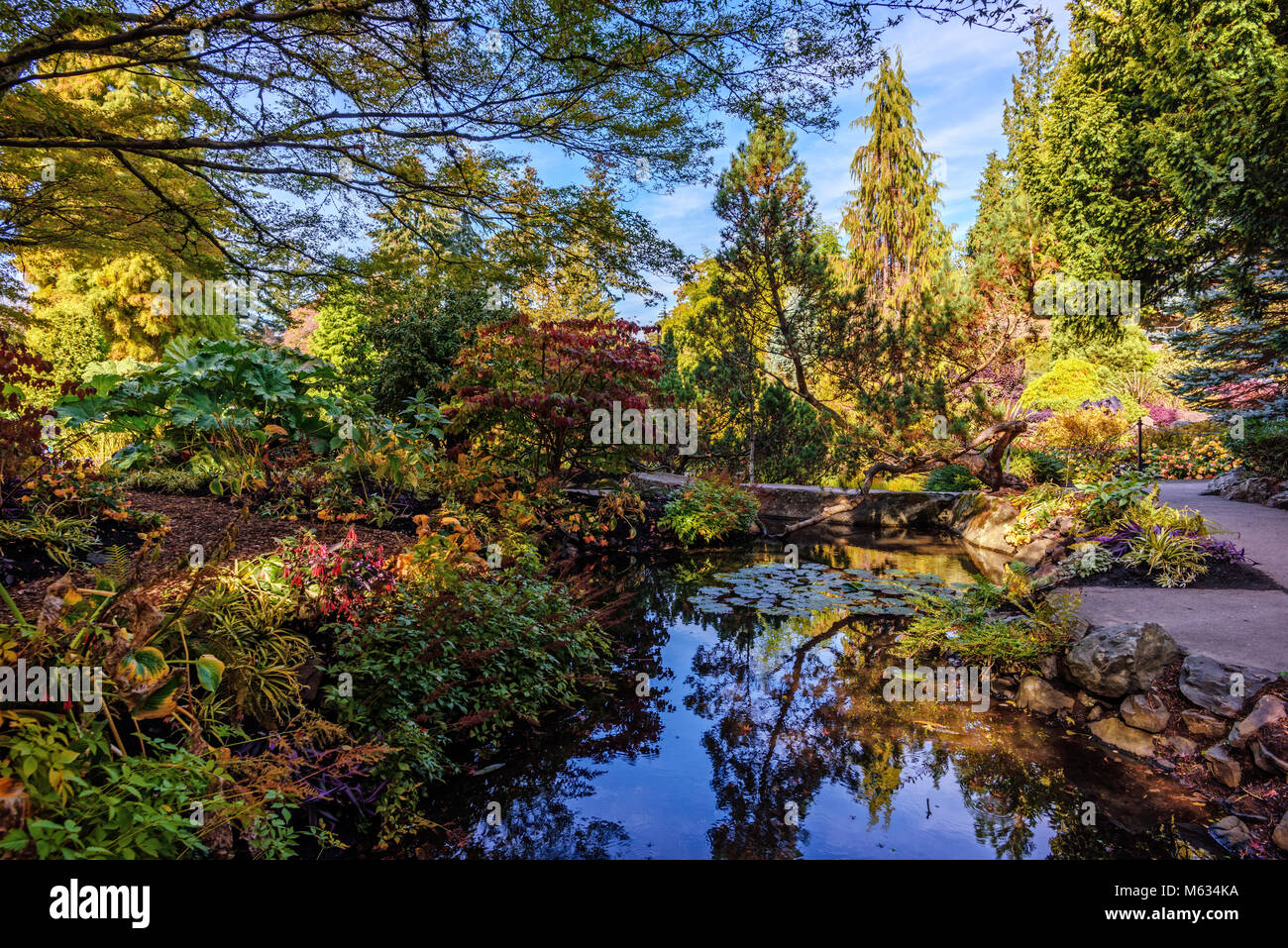 Teich mit Seerosen und Reflexion im Wasser unter dichten Dickicht der Pflanzen, Bäumen und Sträuchern an einem sonnigen Herbsttag mit einem blauen, bewölkter Himmel Stockfoto