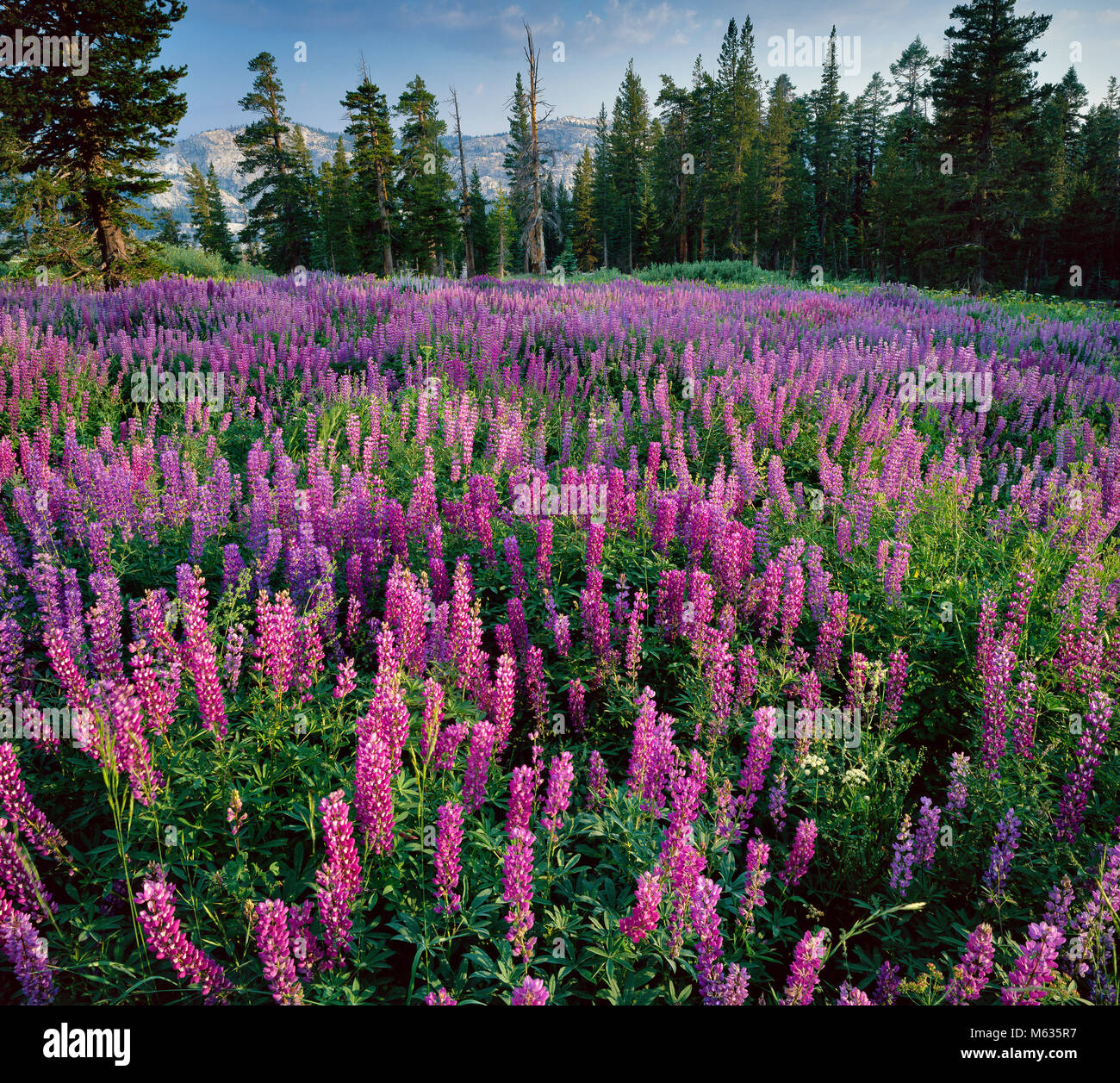 Lupine, Pferd Weide, Emigrant Wilderness, Stanislaus National Forest, Sierra Nevada, Kalifornien Stockfoto