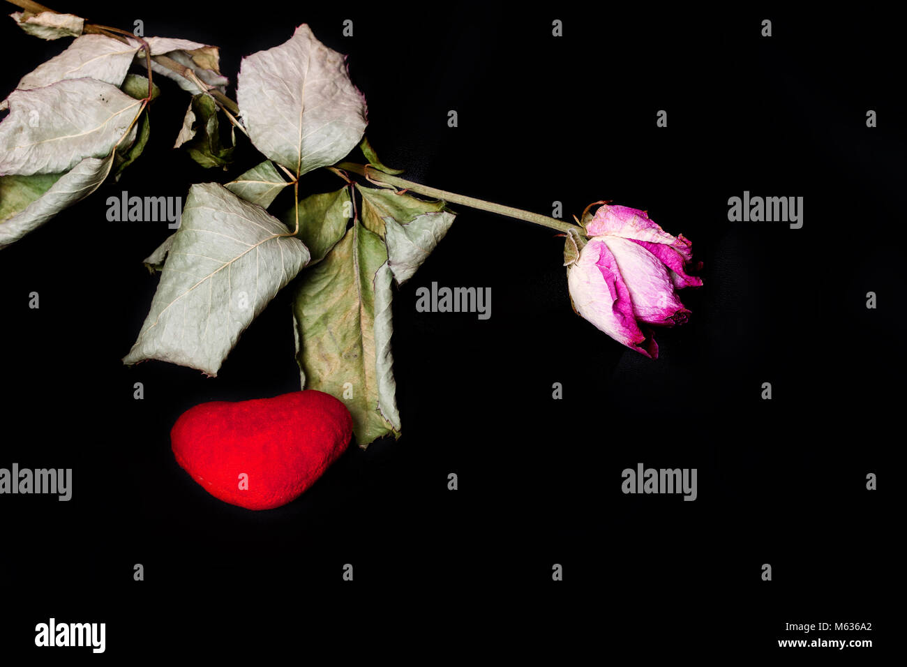 Blume und rotem Plüsch Herzen auf einer schwarzen Oberfläche entwässert. Nahaufnahme Stockfoto