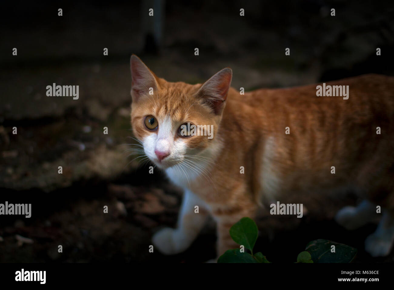 Ingwer Tabbt Cat suchen an Kamera Stockfoto