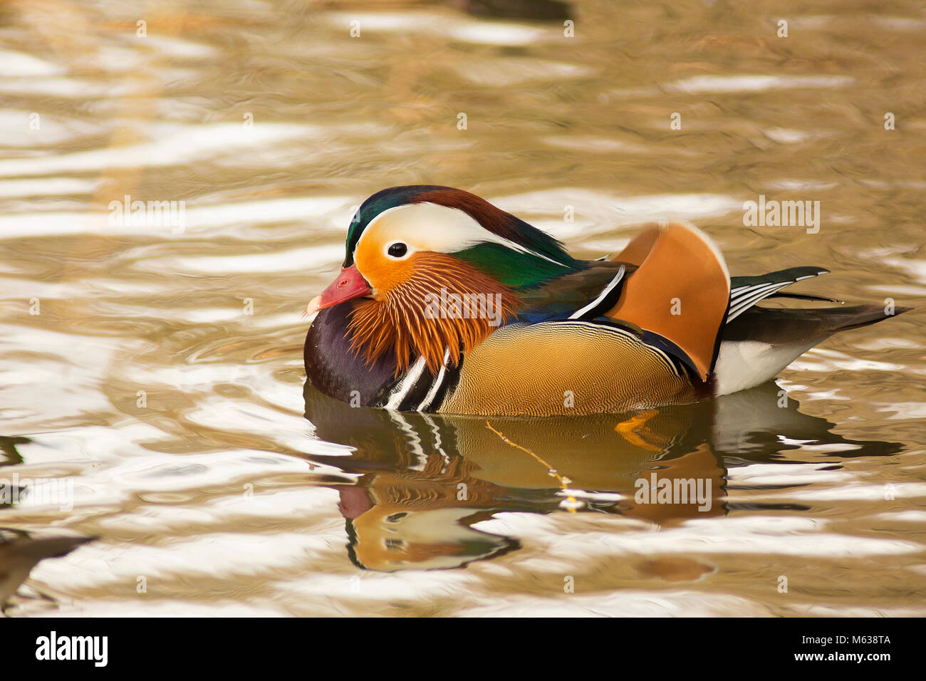 Mandarinente in Vereinigtes Königreich Stockfoto