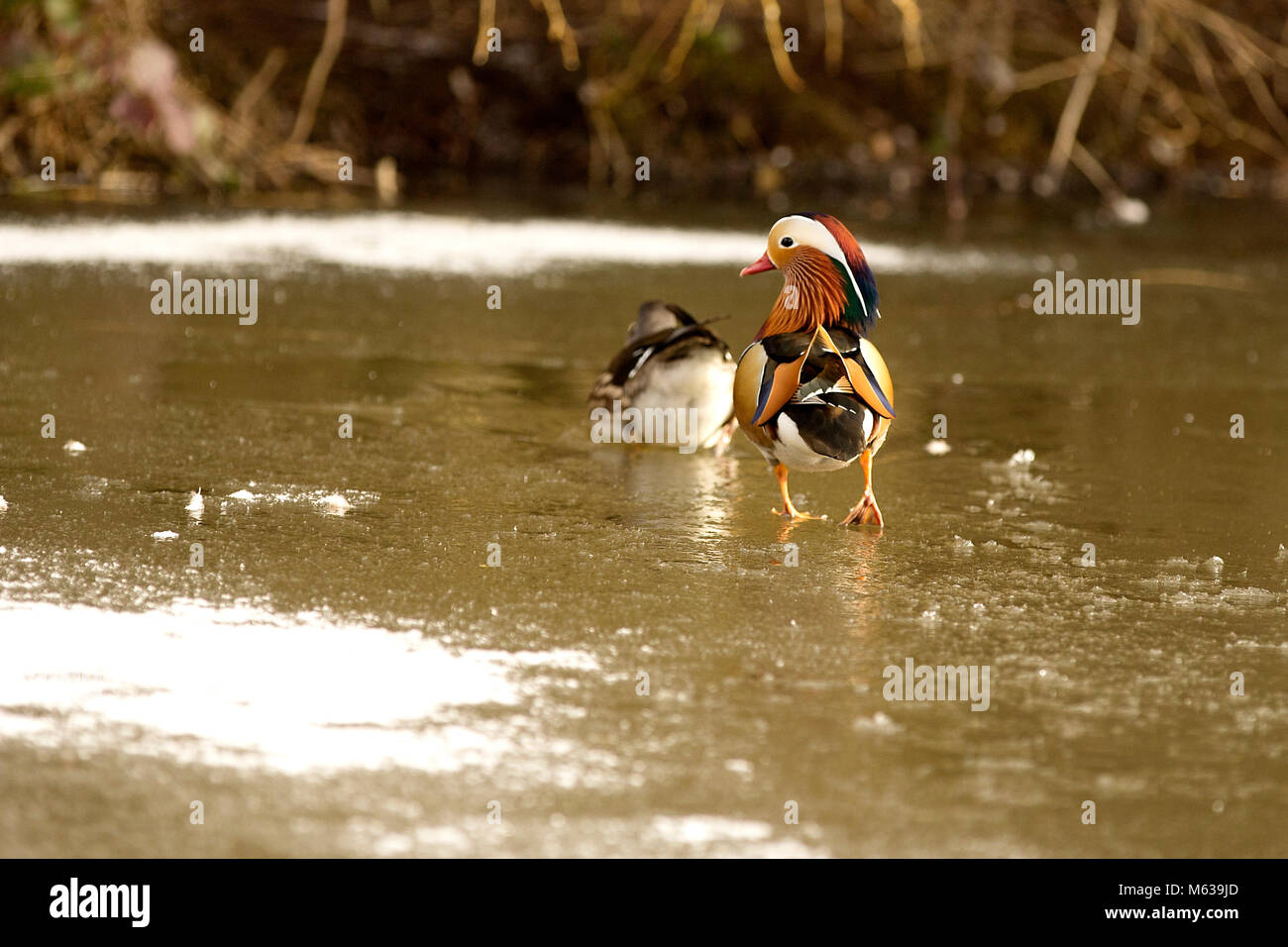 Mandarinente in Vereinigtes Königreich Stockfoto