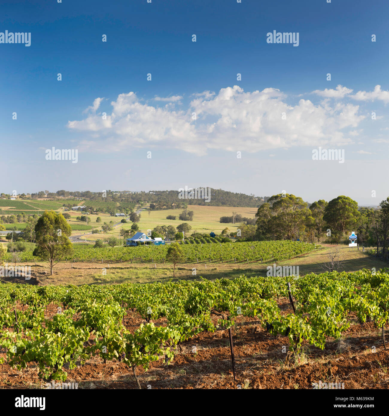 Ivanhoe Weingut, Hunter Valley, New South Wales, Australien Stockfoto