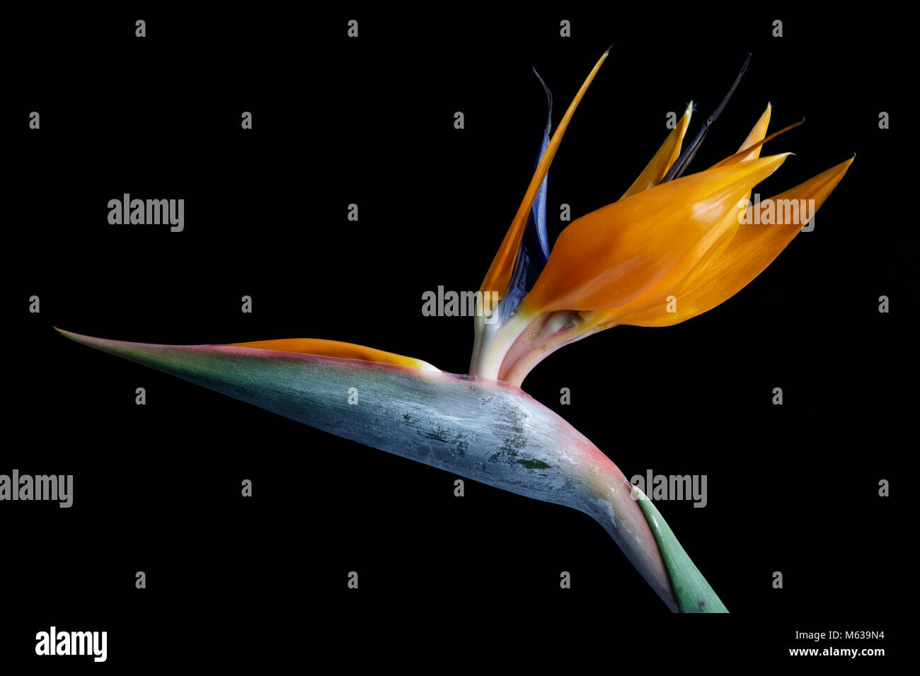 Bird of paradise flower (Strelitzia) gegen einen schwarzen Hintergrund Stockfoto