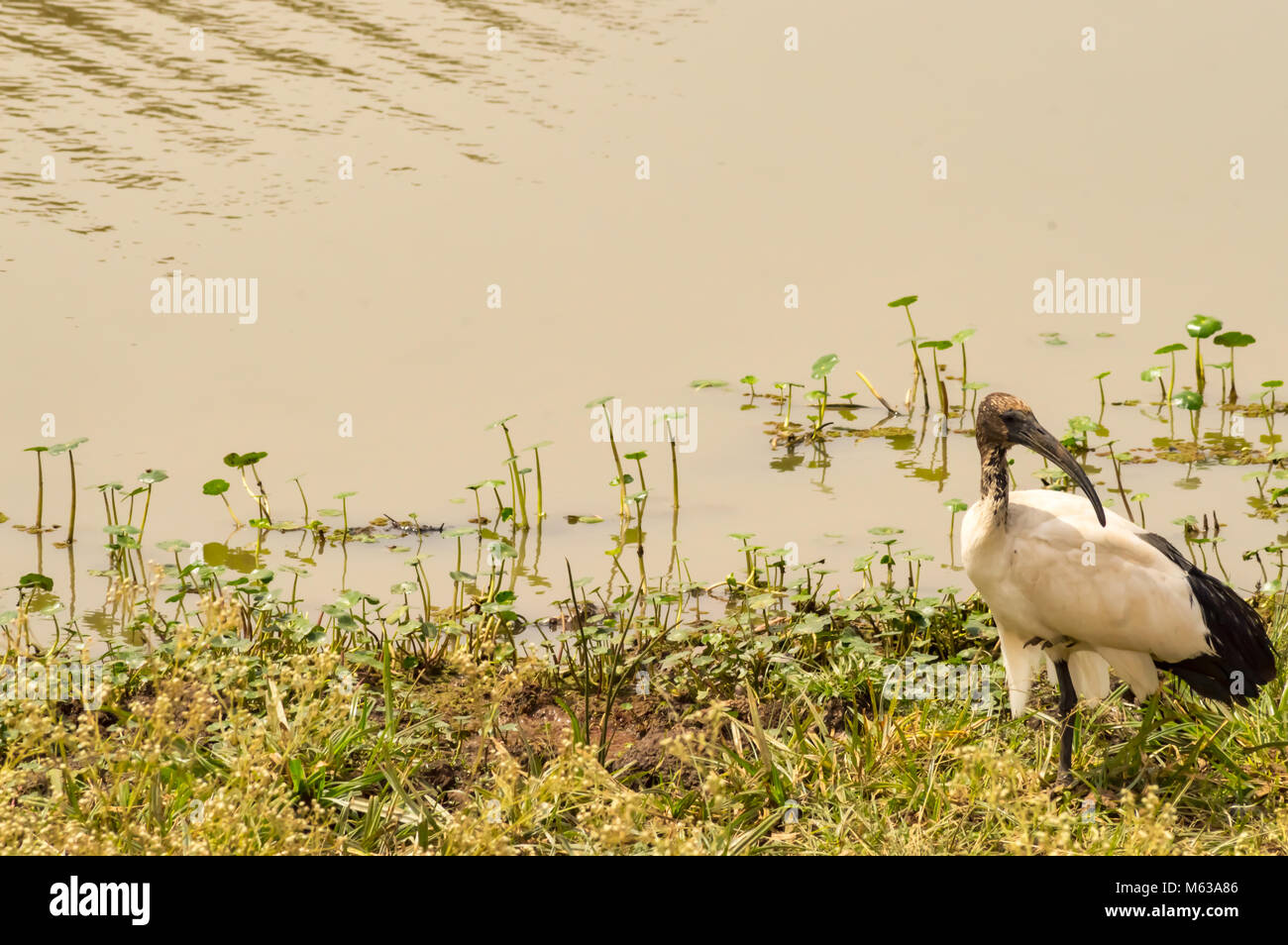 Heiliger Ibis entlang einer Wasserstelle in Nairobi Kenia Park Stockfoto