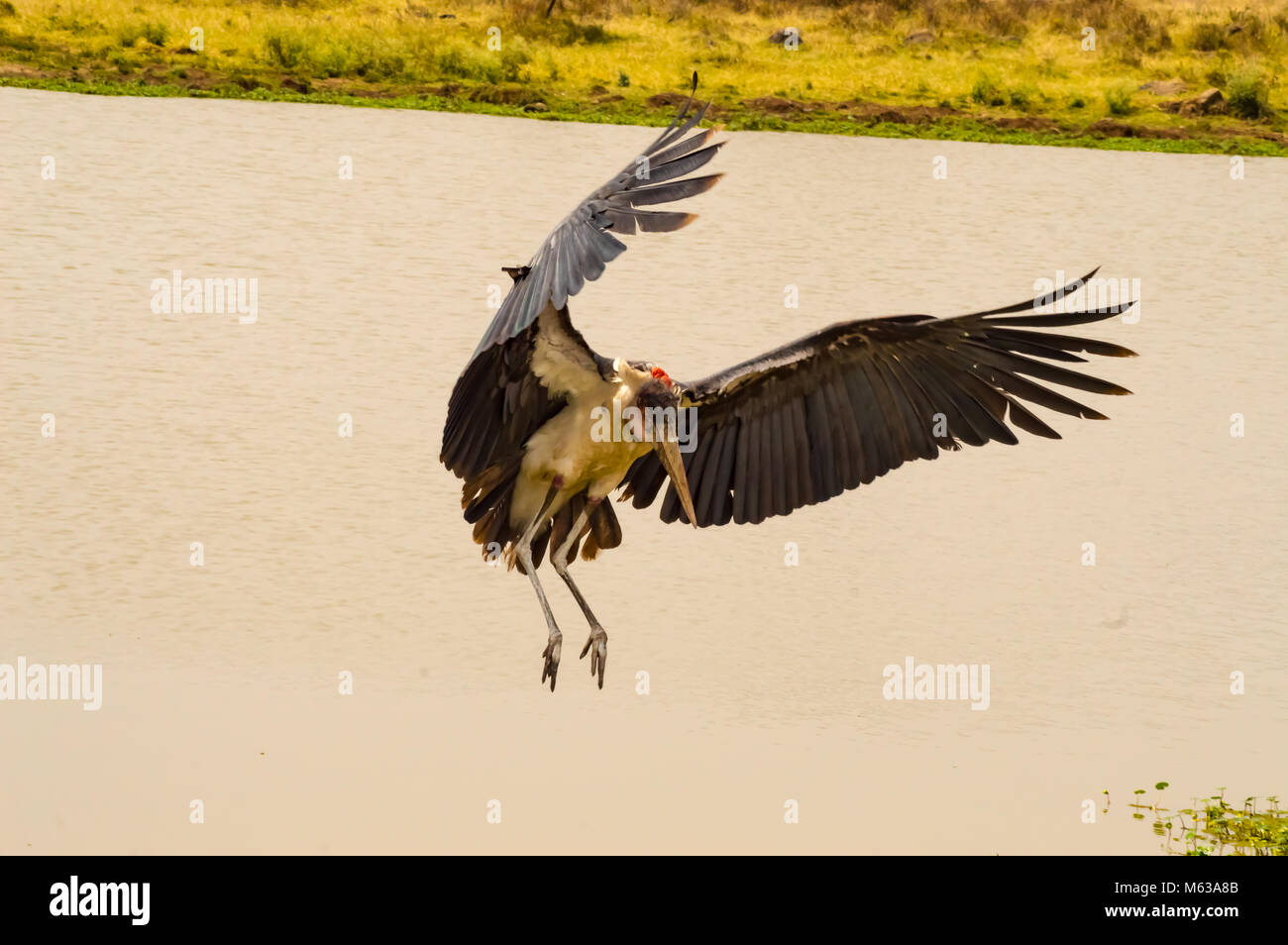 Landung eines marabut an einem Wasserloch in Nairobi Kenia Park Stockfoto