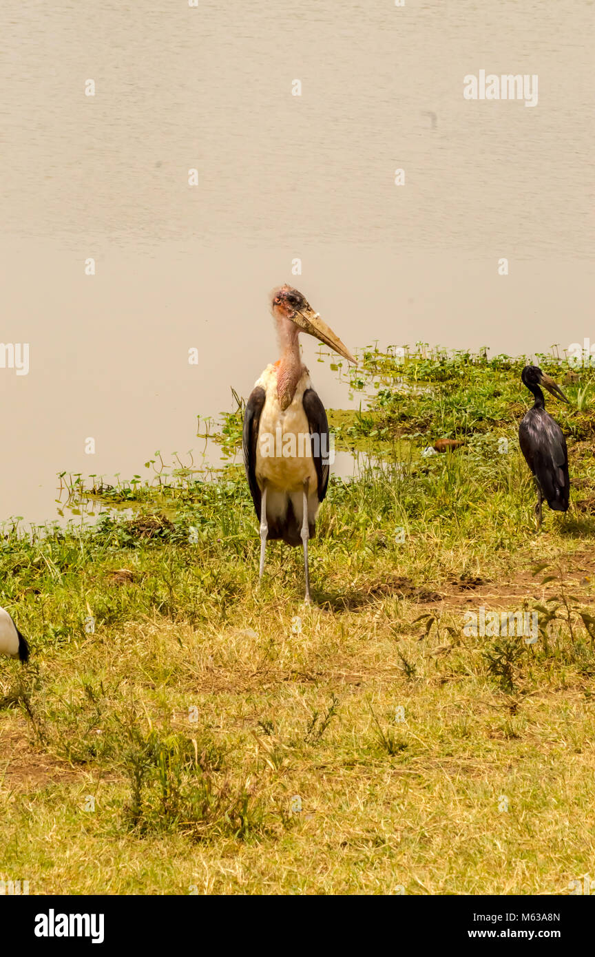 Marabou entlang einer Wasserstelle in Nairobi Kenia Park Stockfoto