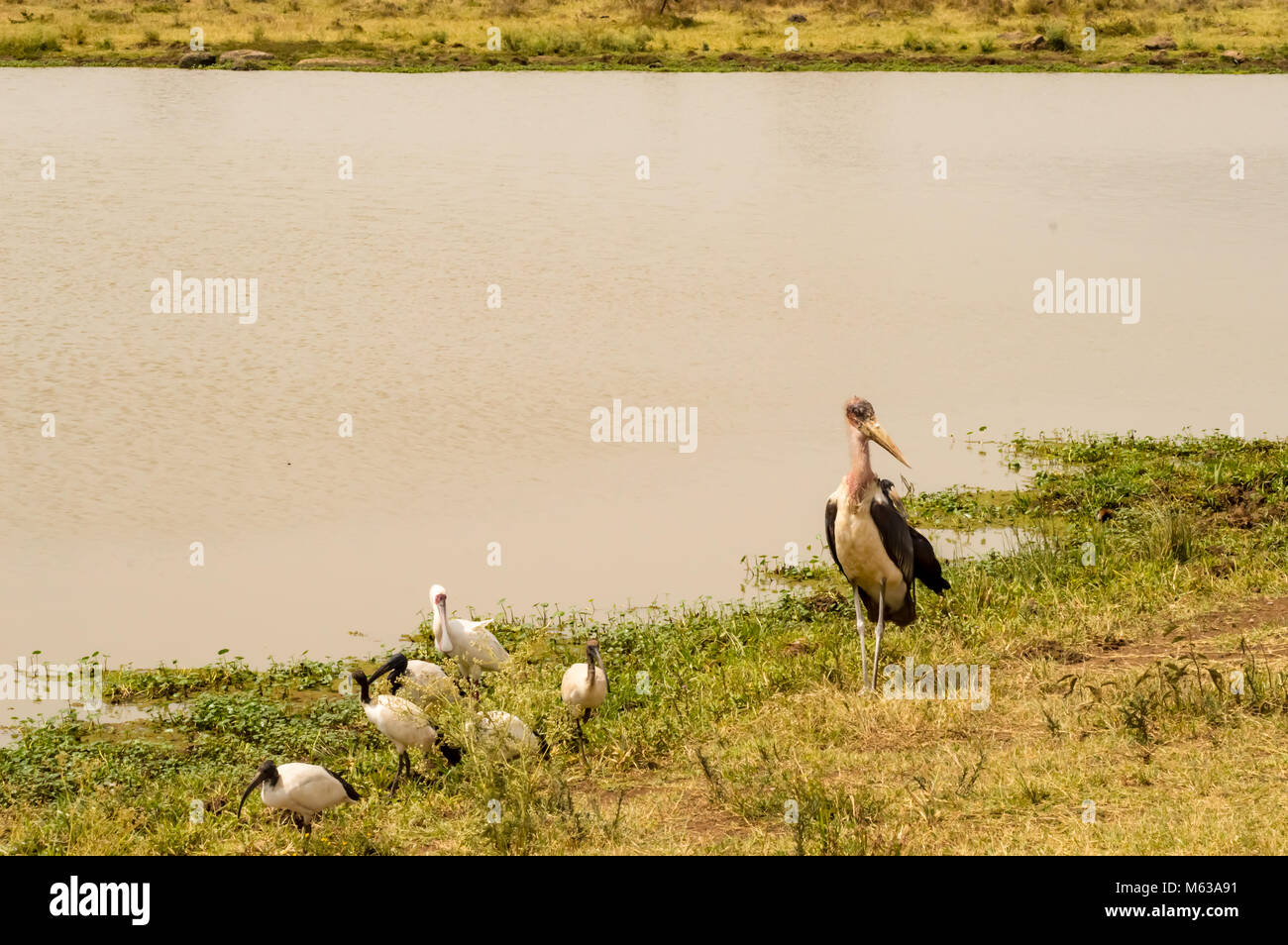 Marabou und heiliger ibis entlang einer Wasserstelle in Nairobi Kenia Park Stockfoto