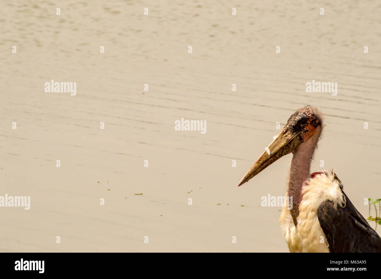 Marabou entlang einer Wasserstelle in Nairobi Kenia Park Stockfoto