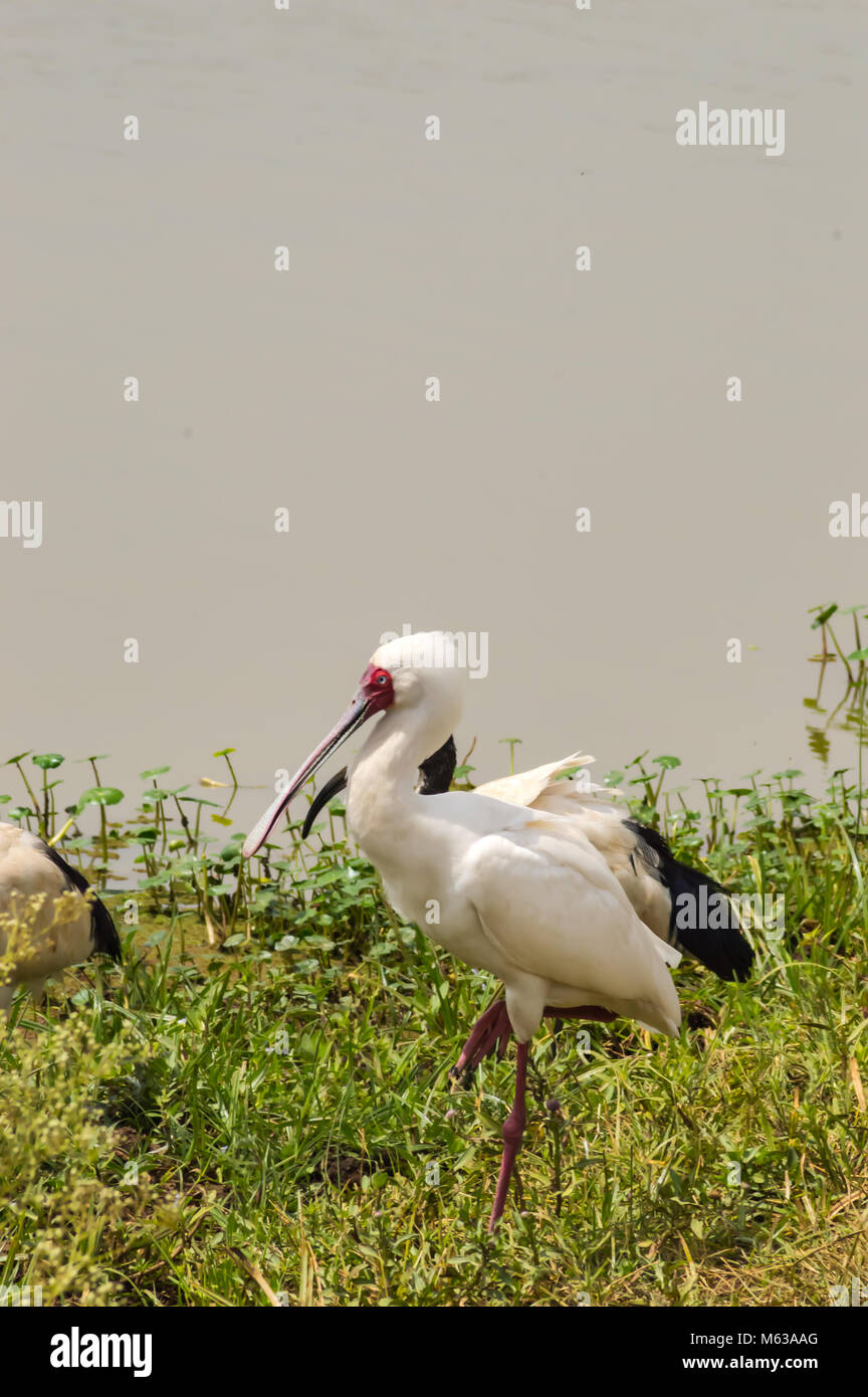 Afrikanische Löffler an einem Wasserloch in Nairobi Kenia Park Stockfoto