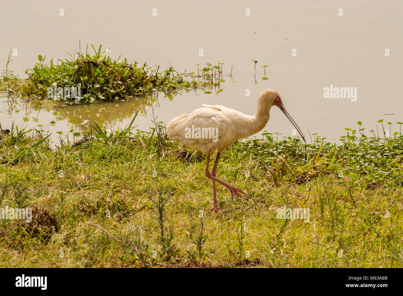 Afrikanische Löffler an einem Wasserloch in Nairobi Kenia Park Stockfoto