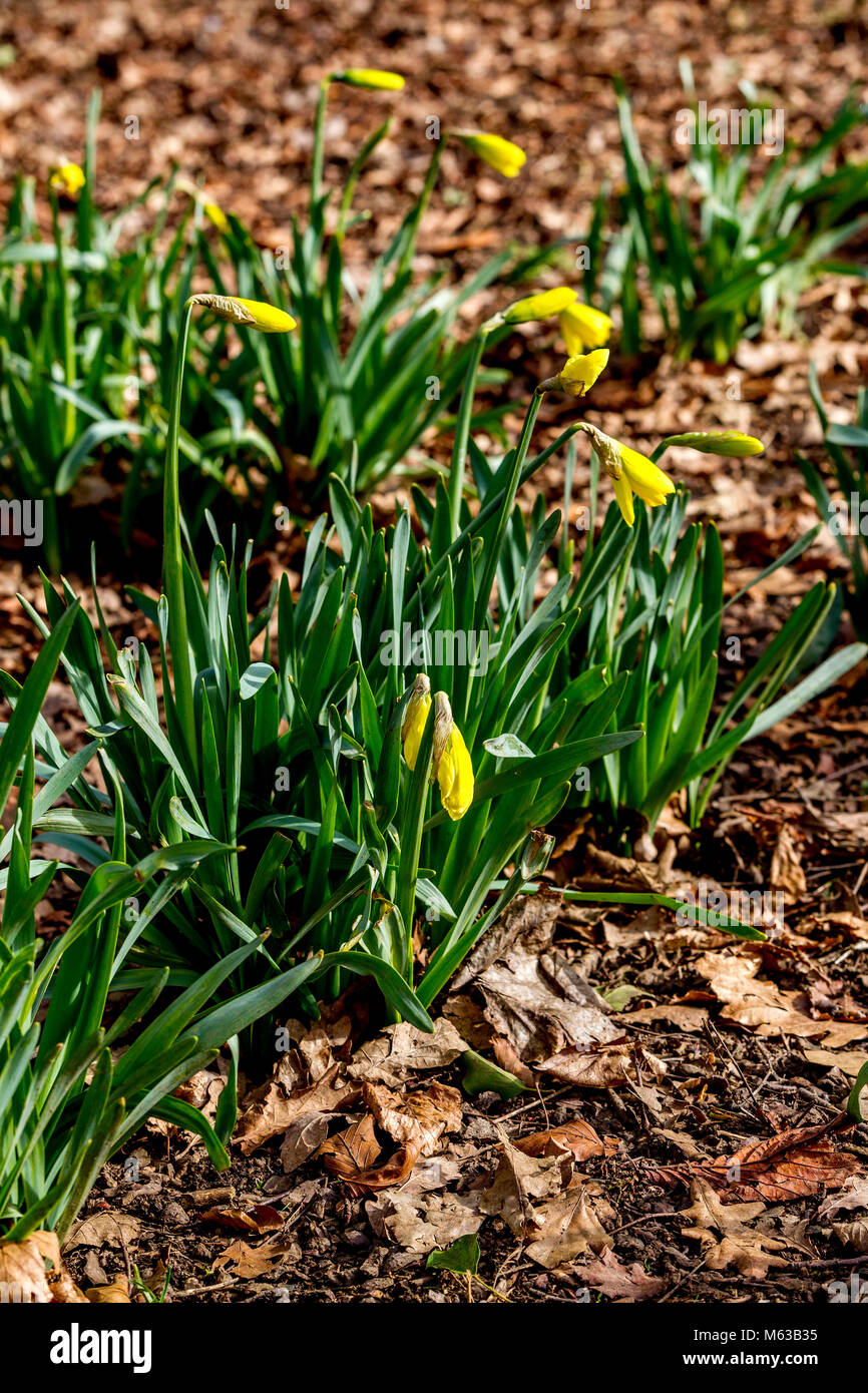 Daffofil. Narcissus pseudonarcissus (NARZISSE) wild wachsen in Abington Park, Norhampton. Stockfoto