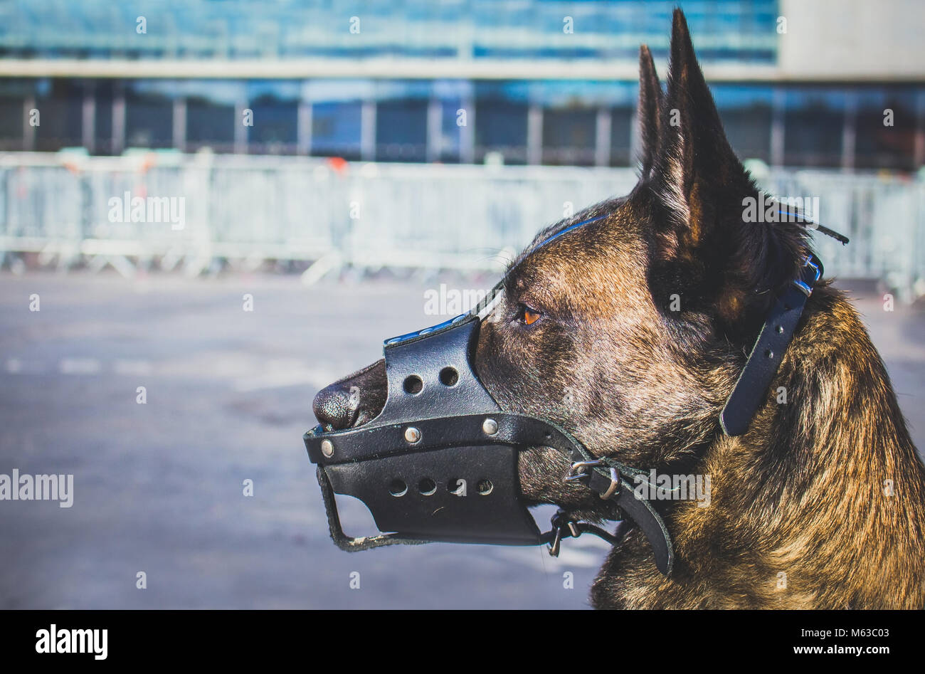 Ein Portrait eines Malinois Belgischer Schäferhund Rasse Hund mit einem Leder mussel Bewachung für Sicherheit Stockfoto