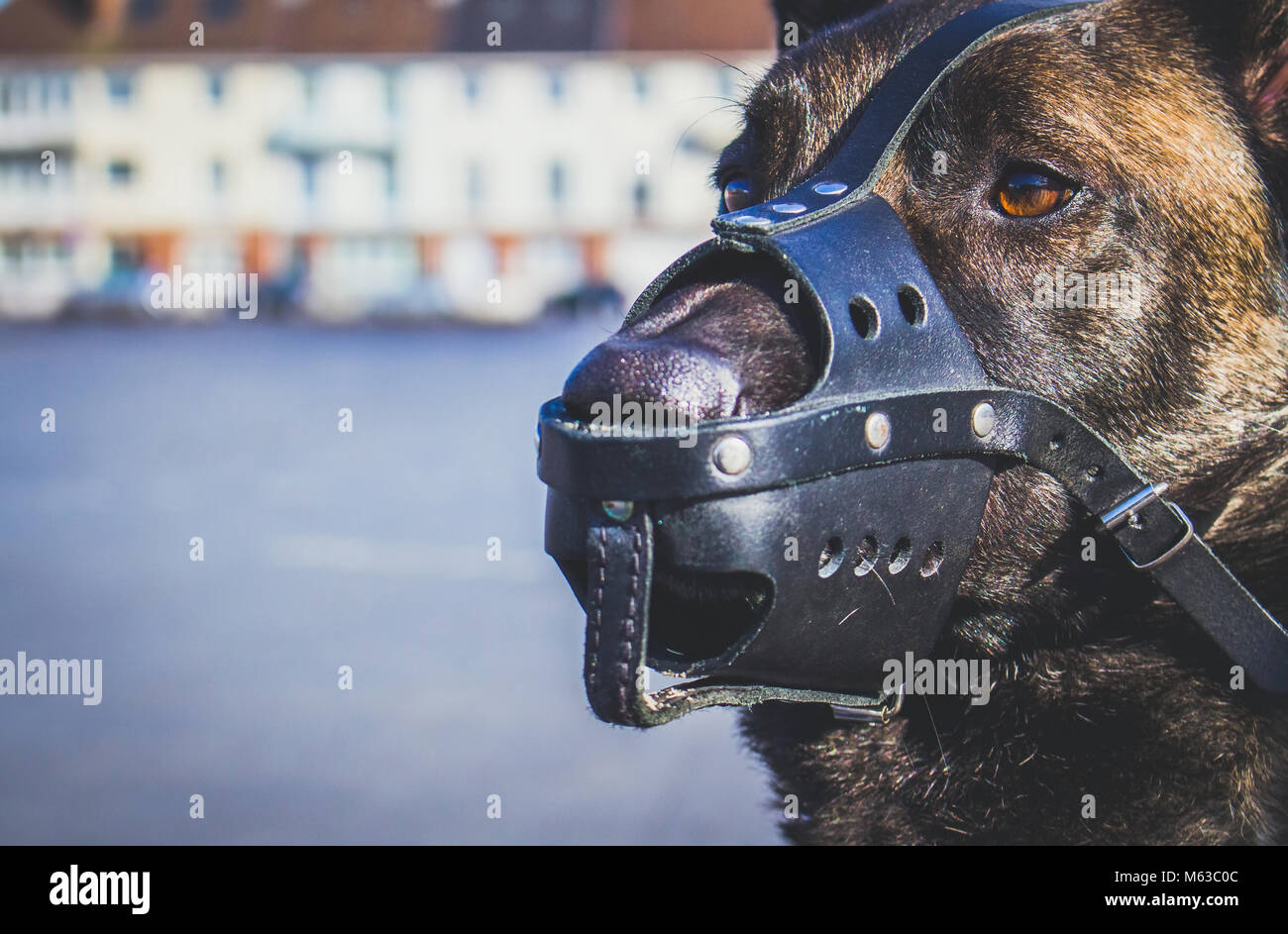 Ein Portrait eines Malinois Belgischer Schäferhund Rasse Hund mit einem Leder mussel Bewachung für Sicherheit Stockfoto