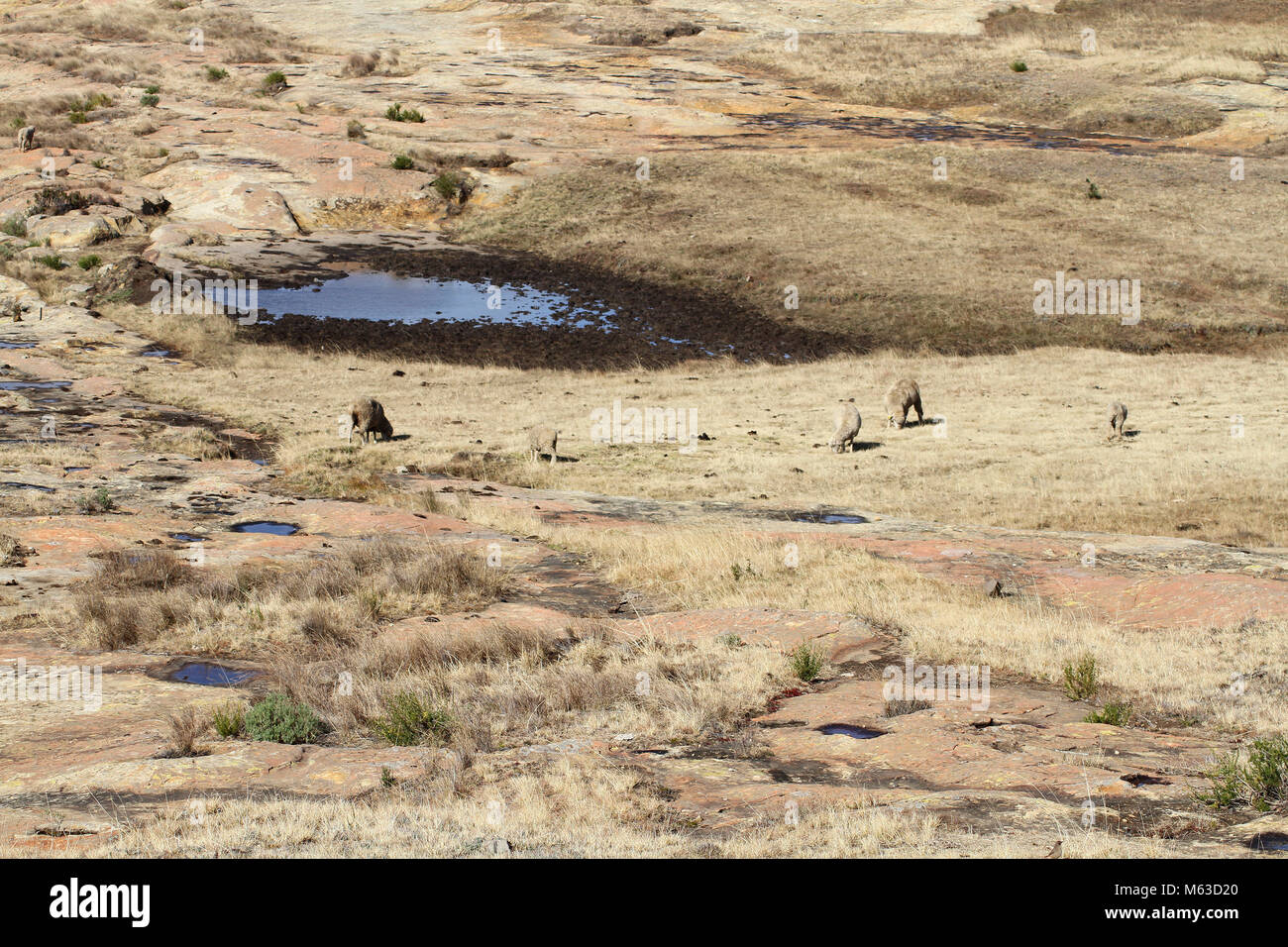 Schafe in einem Feld, Südafrika Stockfoto