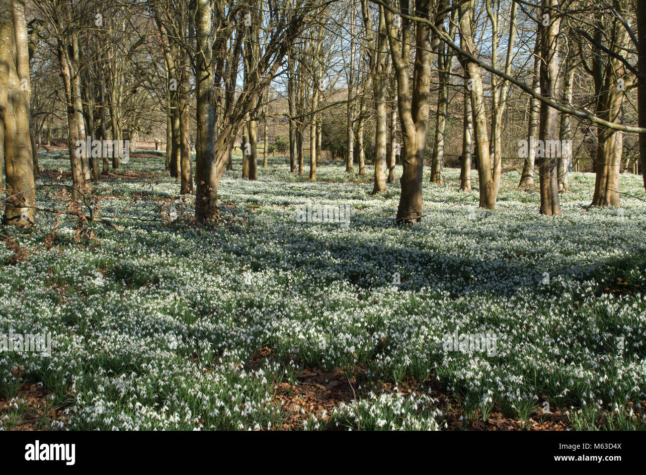 Buche Wäldern bedeckt mit Schneeglöckchen im Februar an Welford Park, Berkshire, Großbritannien Stockfoto
