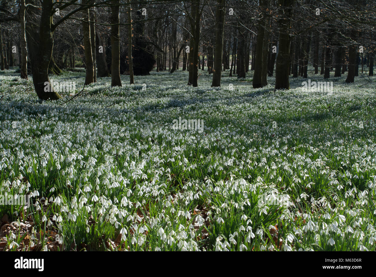 Buche Wäldern bedeckt mit Schneeglöckchen im Februar an Welford Park, Berkshire, Großbritannien Stockfoto