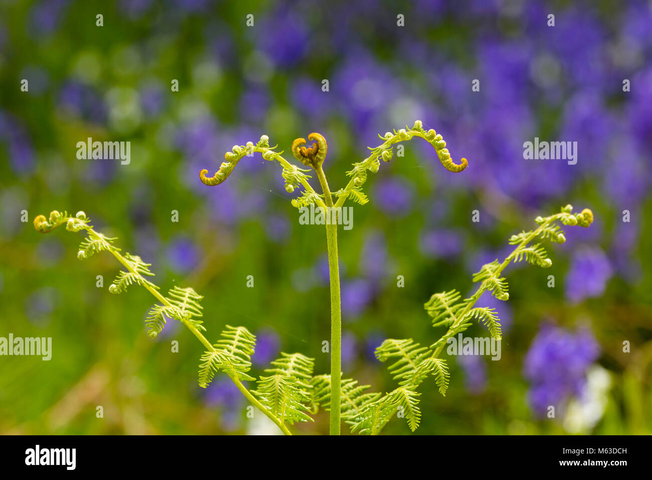 Ein bracken Wedel entfaltet sich in den Frühling. Stockfoto