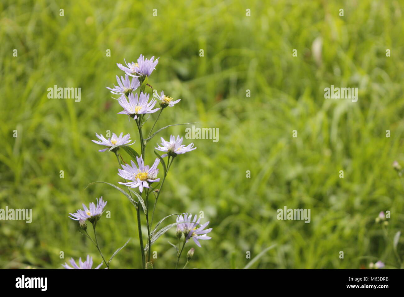 Blumenpflanze Asteroideae Stockfoto
