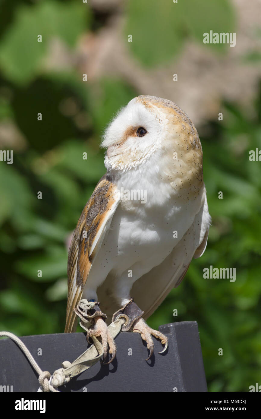 Gemeinsame oder Western Barn Owl lateinischer Name Tyto Alba eine nächtliche Raubvogel in ganz Europa und Nordafrika gefunden Stockfoto