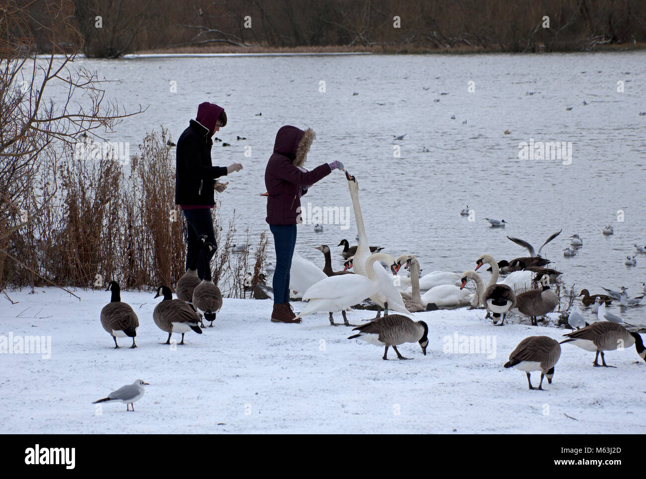 28 Feb 2018, Edinburgh Holyrood Park, Schottland. Hungrige Vögel Enten und Schwäne versammeln sich für Essen in den Seen während einer Ruhepause zwischen dem Schnee blizzards Stockfoto