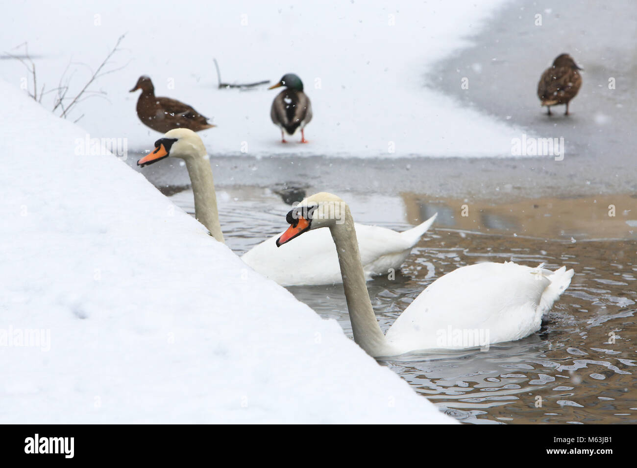 London, Großbritannien. 28 Feb, 2018. UK Wetter: Vögel auf einem gefrorenen Regent's Canal in der Nähe von Kings Cross, nördlich von London, UK Credit: Monica Wells/Alamy leben Nachrichten Stockfoto